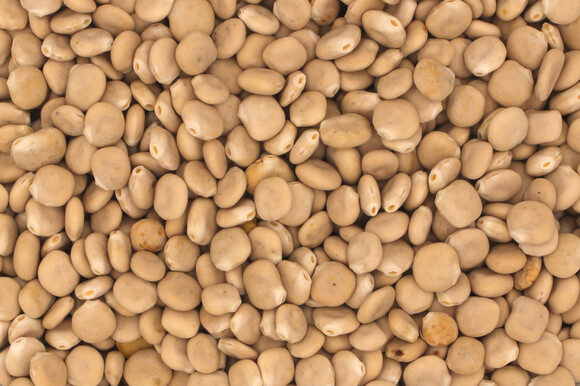 Lupinen weiß ganz bio Deutschland