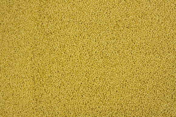 amaranth organic