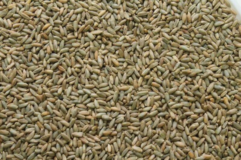rye organic