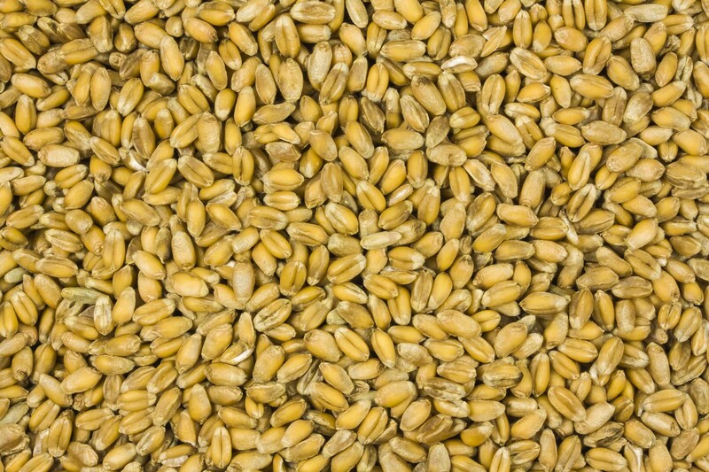 Weizen bio