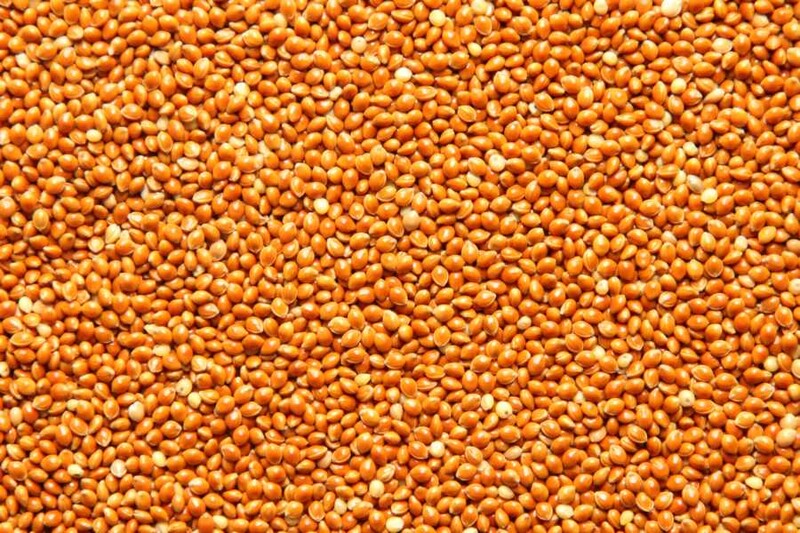 Braunhirse bio