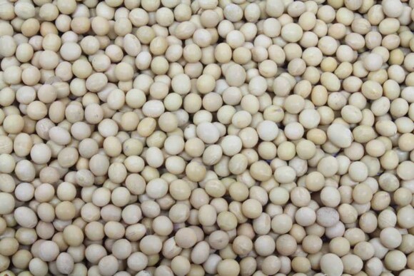 soy beans organic Europe