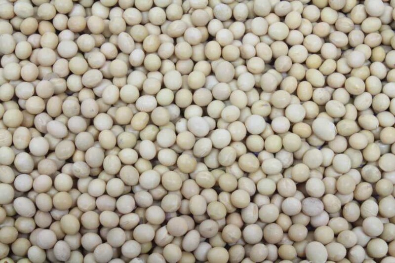 soy beans organic Europe