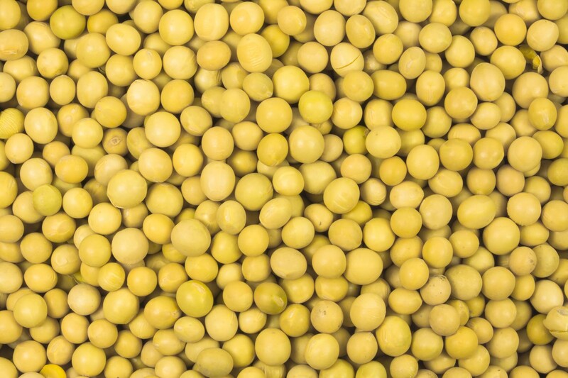 soy beans organic