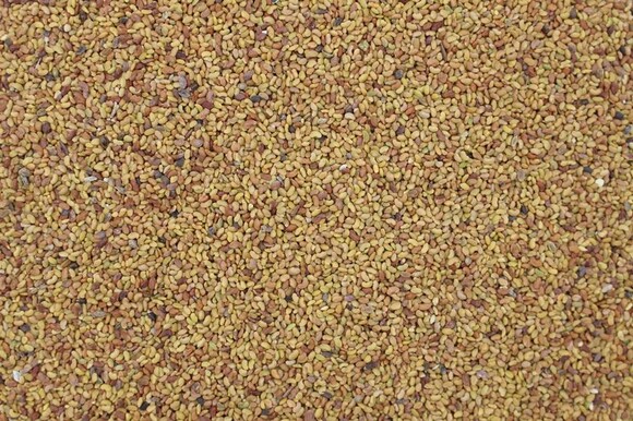 alfalfa (lucerne) organic