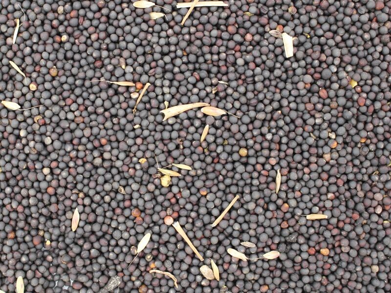 rapeseed for oil organic