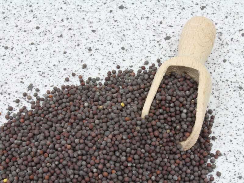 Senfsaat braun ganz bio 25kg