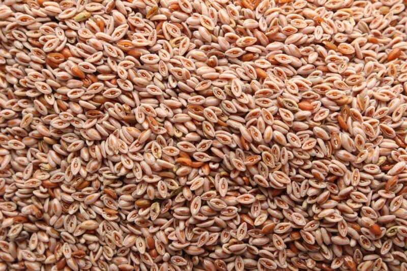 Flohsamen hell bio (Indien)