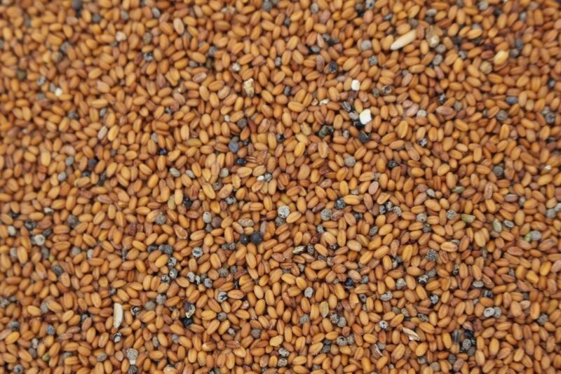 Leindottersaat bio für Öl