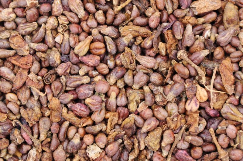grape seed organic