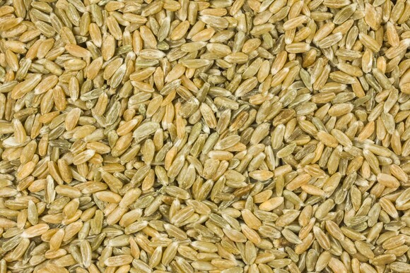 unripe spelt grain organic