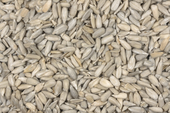 Sonnenblumenkerne Confectionary bio Europa 5kg