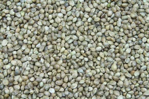 Hanfsamen ungeschält ungeröstet bio 5kg