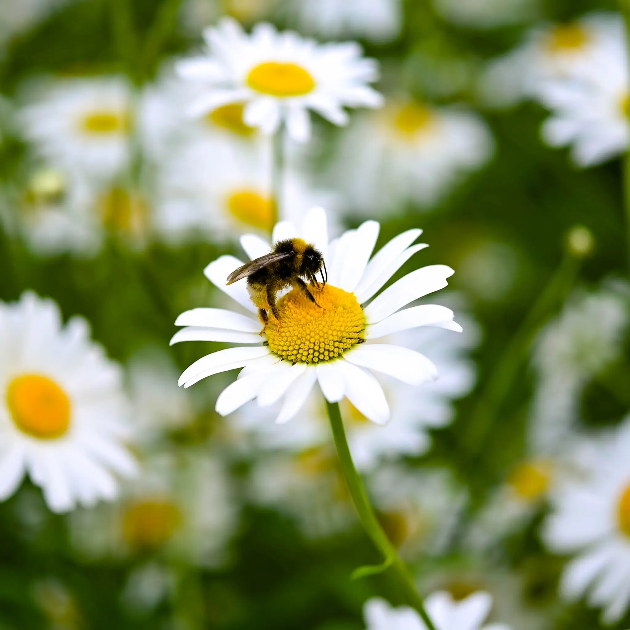 Bee on a daisy