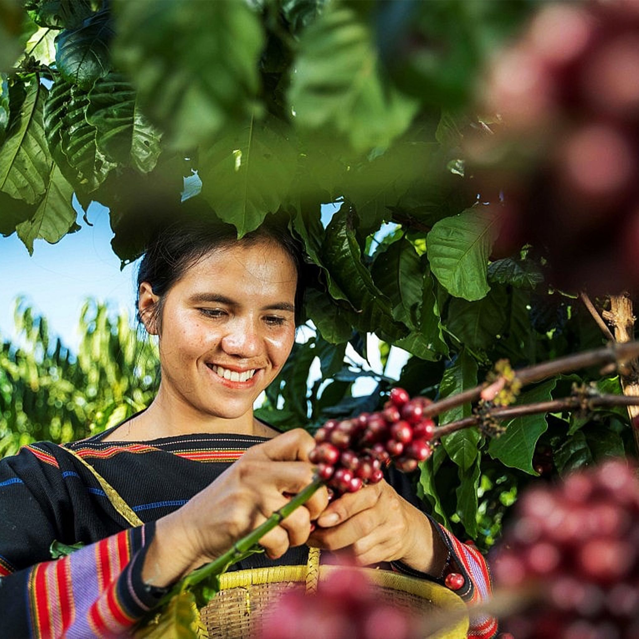 Woman in colorful clothing smiling as she picks berries from a tree