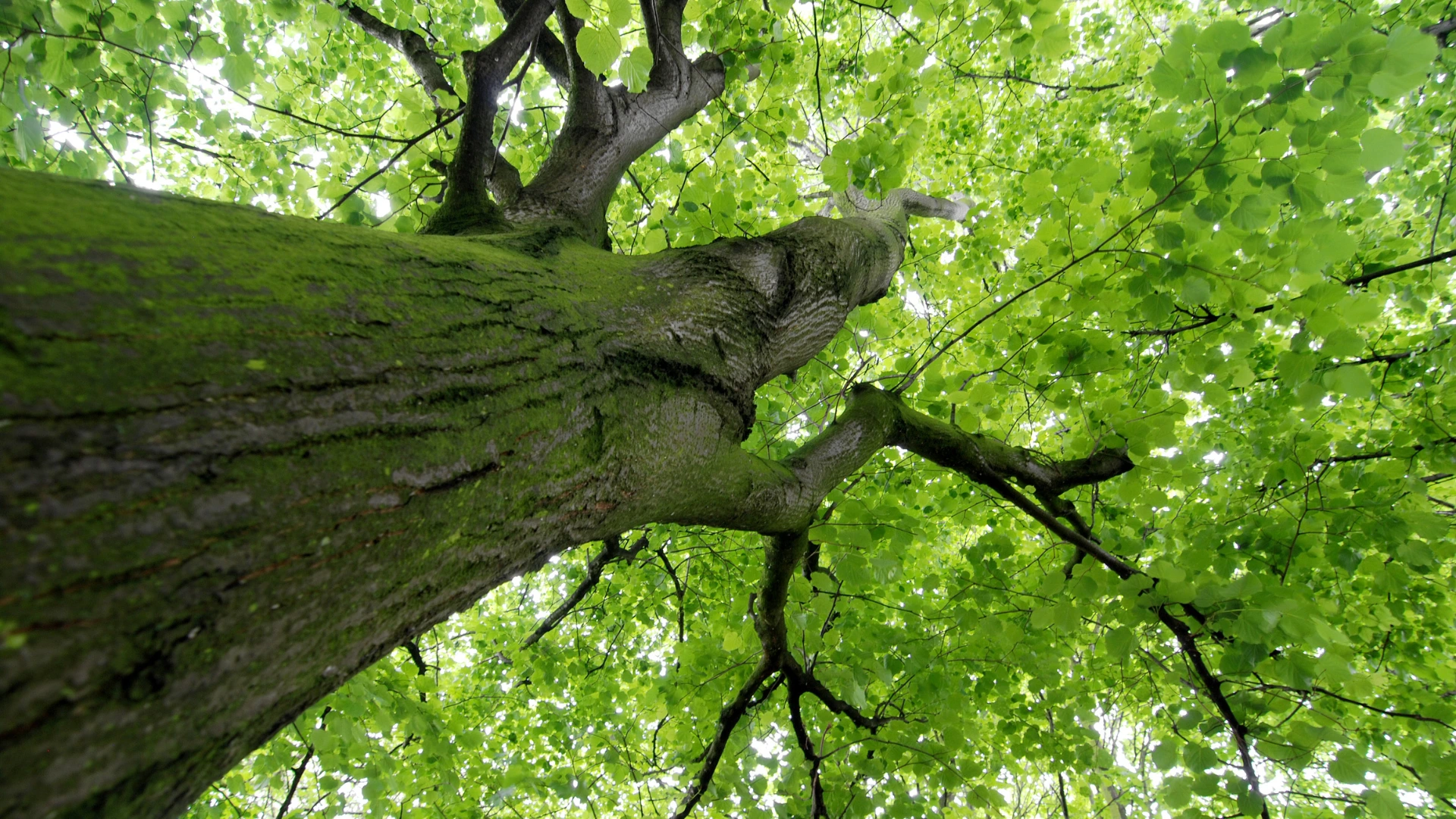 View up the trunk of a large tree into the canopy