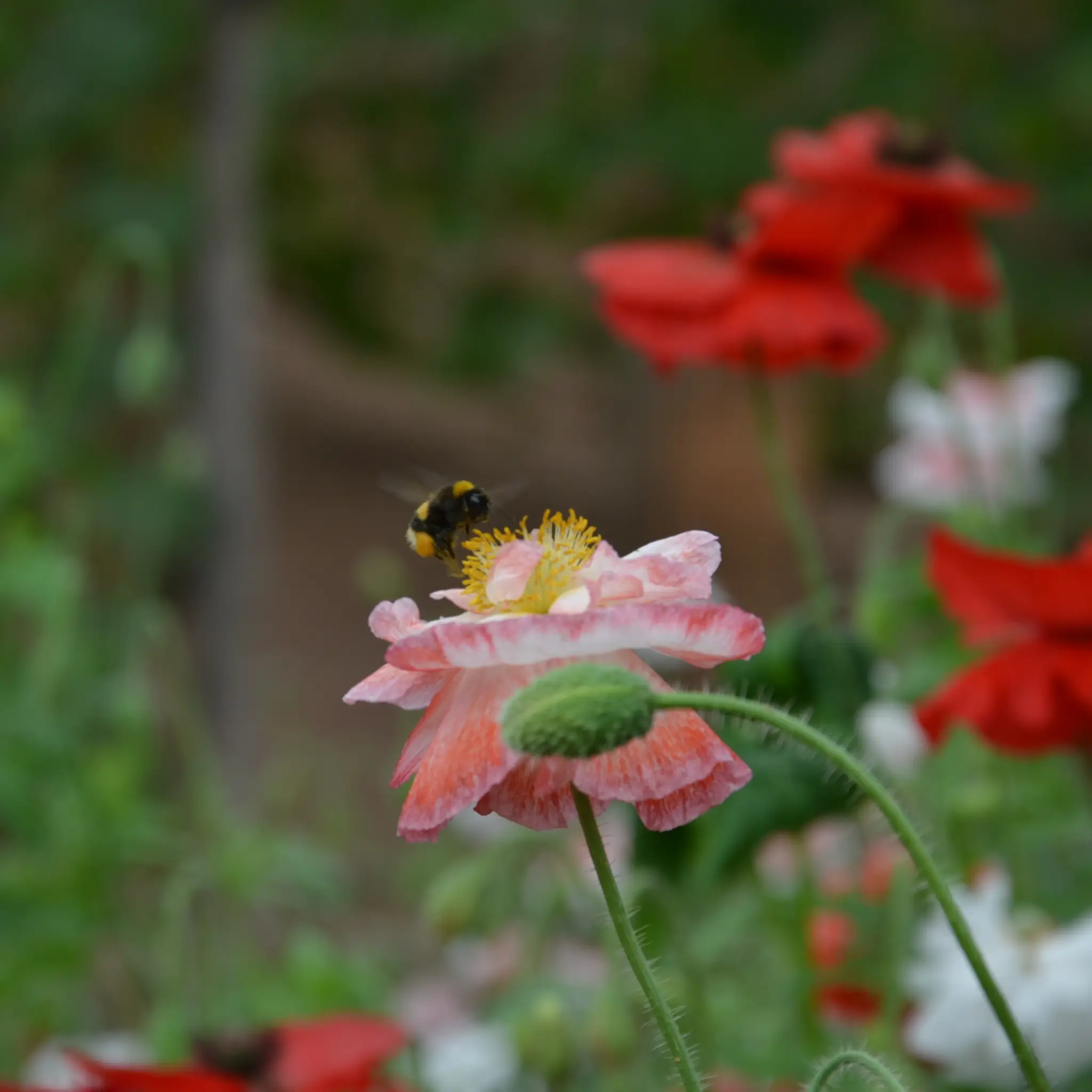 Bumblebee on a pink and red poppy flower