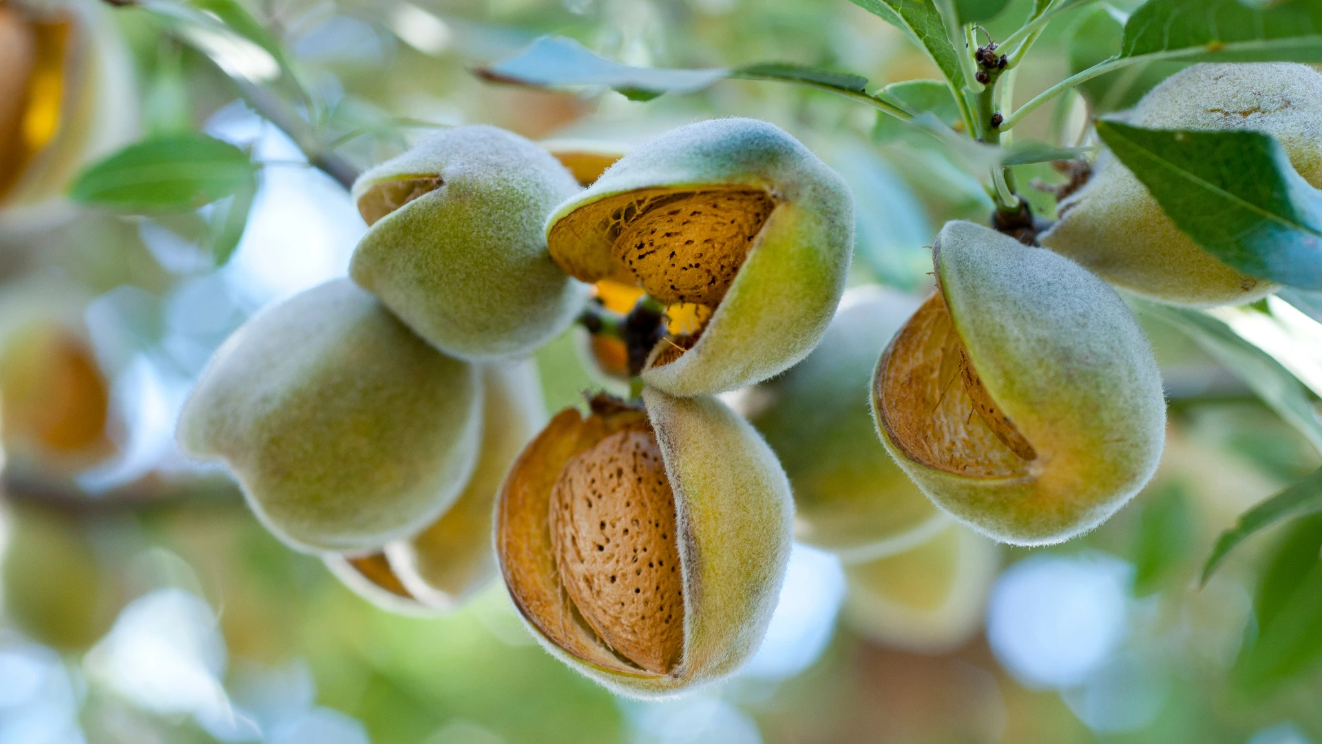 Close-up of almonds on the tree in their shells and split open green hulls