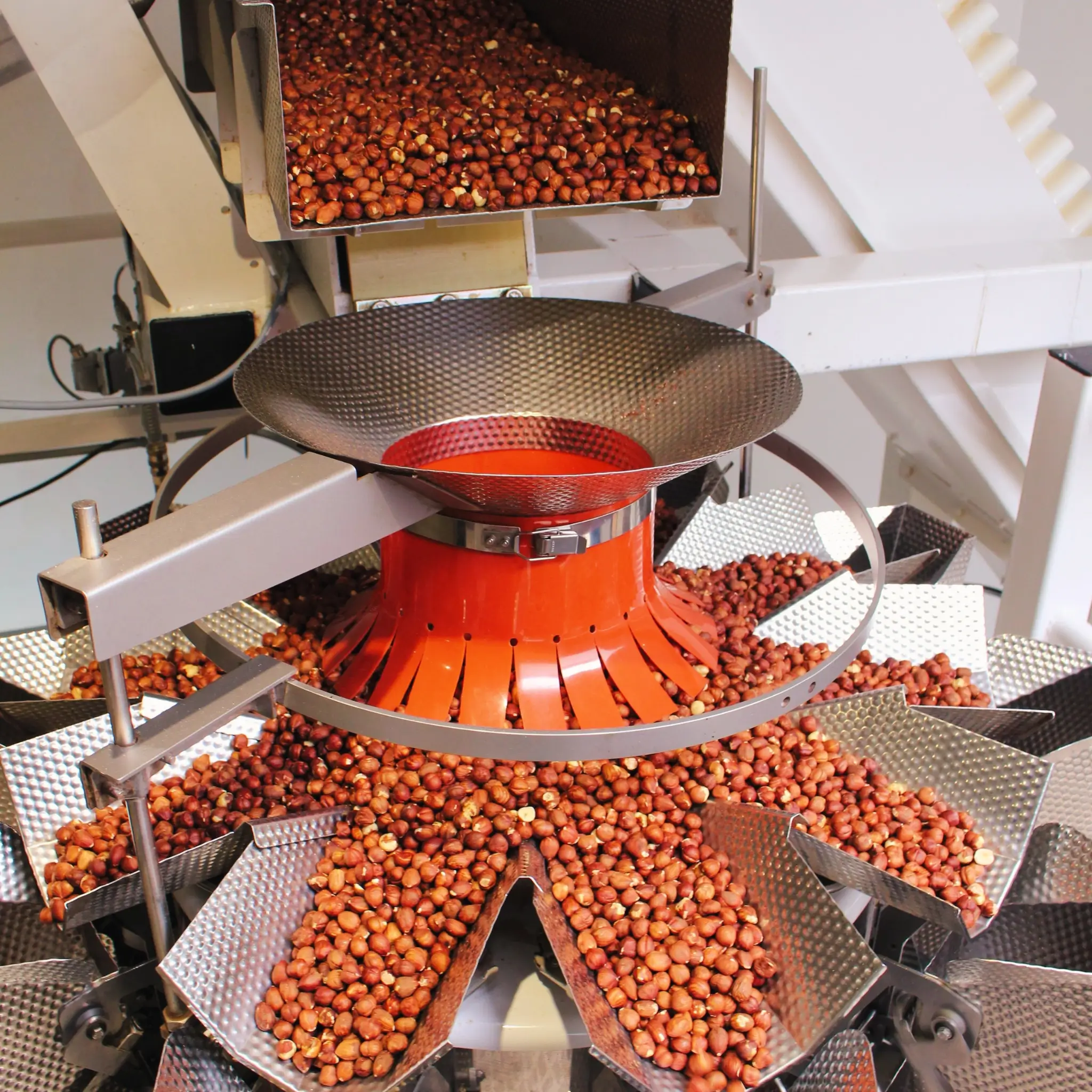 Multihead scale in production, hazelnut kernels are being produced here